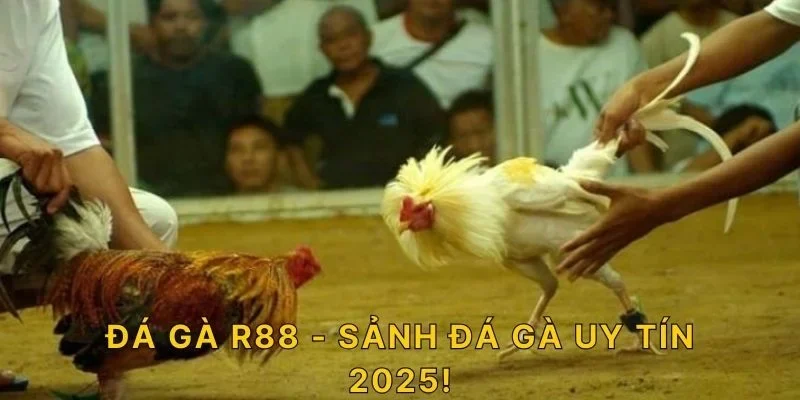 Đá gà R88 - Sảnh đá gà uy tín 2025!